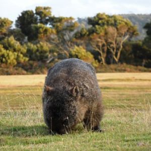 Narawntapu National Park, Tasmania