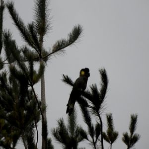 Gog Range Regional Reserve, Tasmania