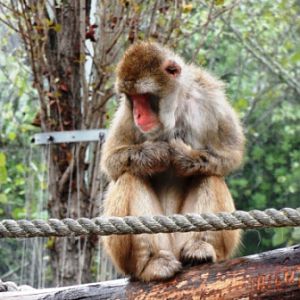Launceston City Park Macaque Exhibit