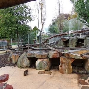 Launceston City Park Macaque Exhibit