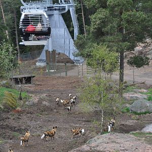 World sensational SAFARI 2011