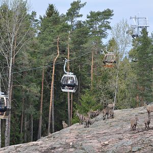 World sensational SAFARI 2011