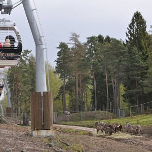 World sensational SAFARI 2011