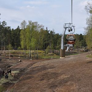 World sensational SAFARI 2011