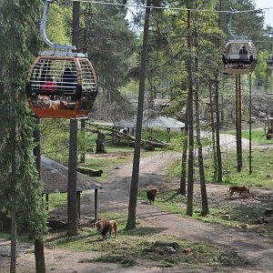 World sensational SAFARI 2011