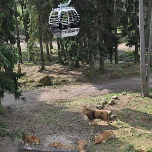 SAFARI 2011 -  ONLY METERS OVER LIONS