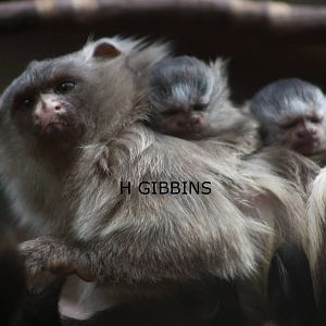 Black-tailed Marmoset Twins