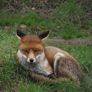 red fox 050311