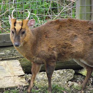reeves' muntjac 050311