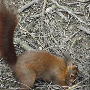 eurasian red squirrel 050311