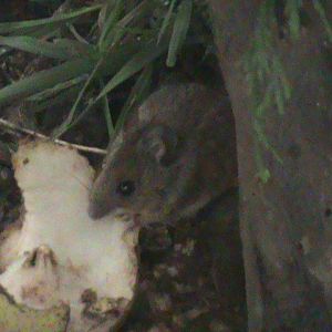 wood mouse 050311