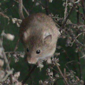 harvest mouse 050311