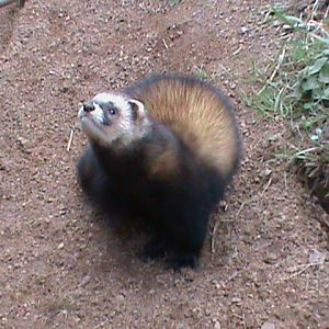 european polecat 050311