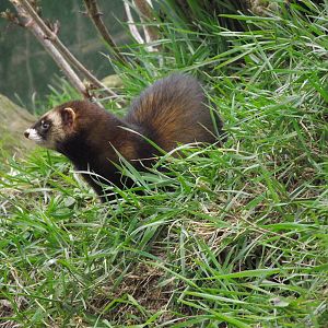 european polecat 050311