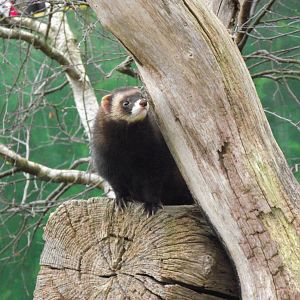 european polecat 050311