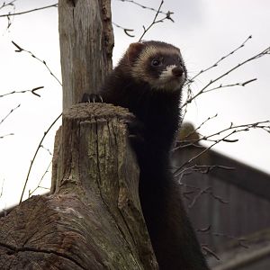 european polecat 050311