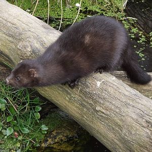 american mink 050311