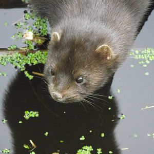 american mink 050311
