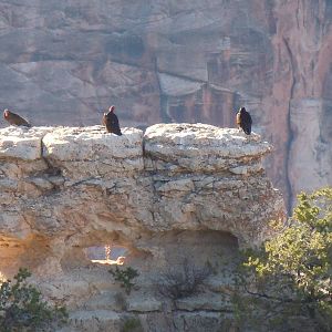 Turkey Vulture - Grand Canyon