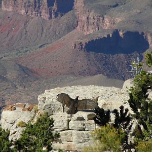 Turkey Vulture - Grand Canyon