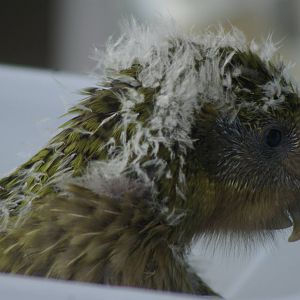 kakapo chick (Strigops habroptilus)