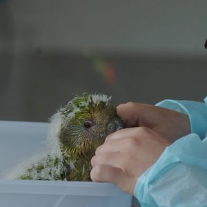 kakapo chick (Strigops habroptilus)