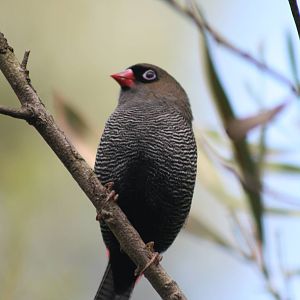 Beautiful Firetail