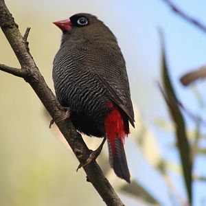 Beautiful Firetail