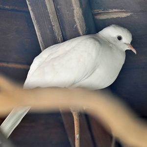 Barbary Dove or Java Dove