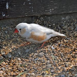 Zebra Finch.