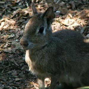 Dolichotis salinicola, lesser mara