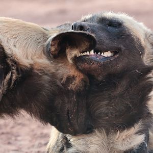 African Painted Dogs - 27/04/2011