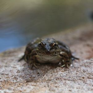 frog in Life On The Rocks