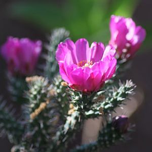 cholla blossom