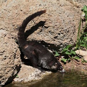 coati drinking