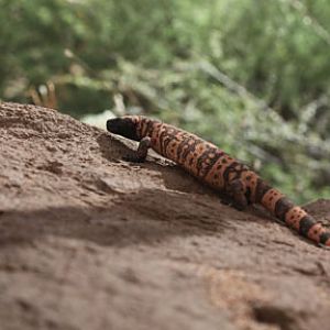 gila monster