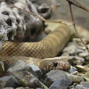 hypomelanistic kingsnake