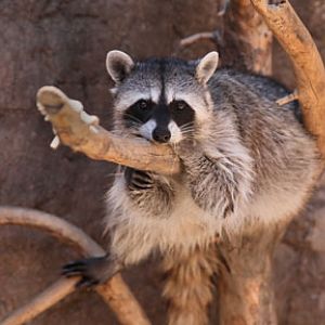 raccoon