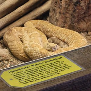 hypomelanistic rattlesnake