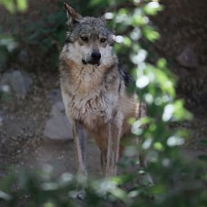 mexican wolf