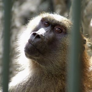 Babouin de Guinée (Papio papio)