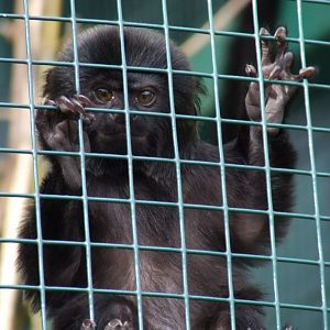 Callimico de Goeldi  (Callimico goeldii)