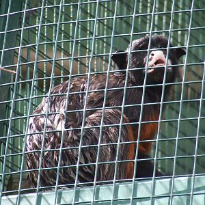Tamarin a lèvres blanches (saguinus labiatus)