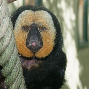 Saki à face blanche (Pithecia pithecia)