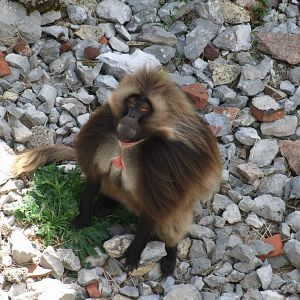 Gélada  (Theropithecus gelada)