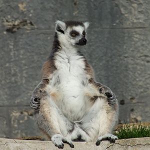 Maki catta (Lemur catta)