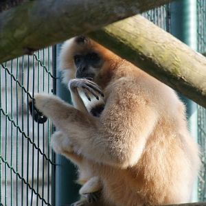Gibbon a favoris roux (hylobates gabriellae gabriellae)