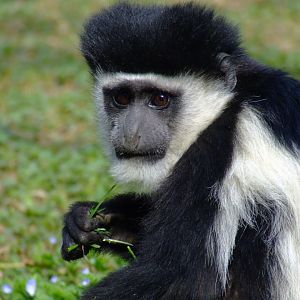 Colobe guereza (colobus guereza kikuyuensis)