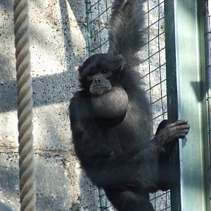 Gibbon siamang (hylobates syndactylus)