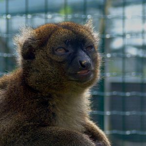 Grand hapalémur (hapalémur simus)